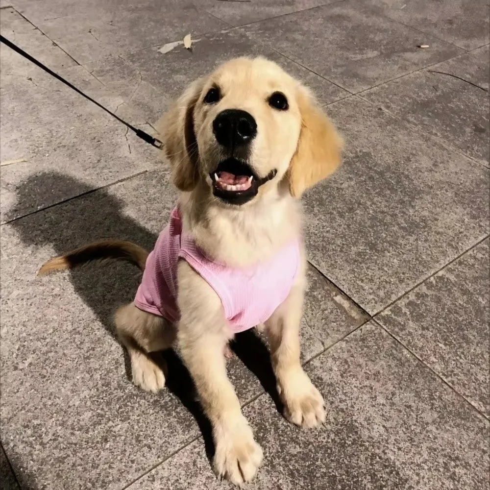 Colete para Gatos e Cães de Algodão Respirável com Alças Ajustáveis - Imagem 3