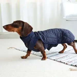 casaco térmico para cães dachshund