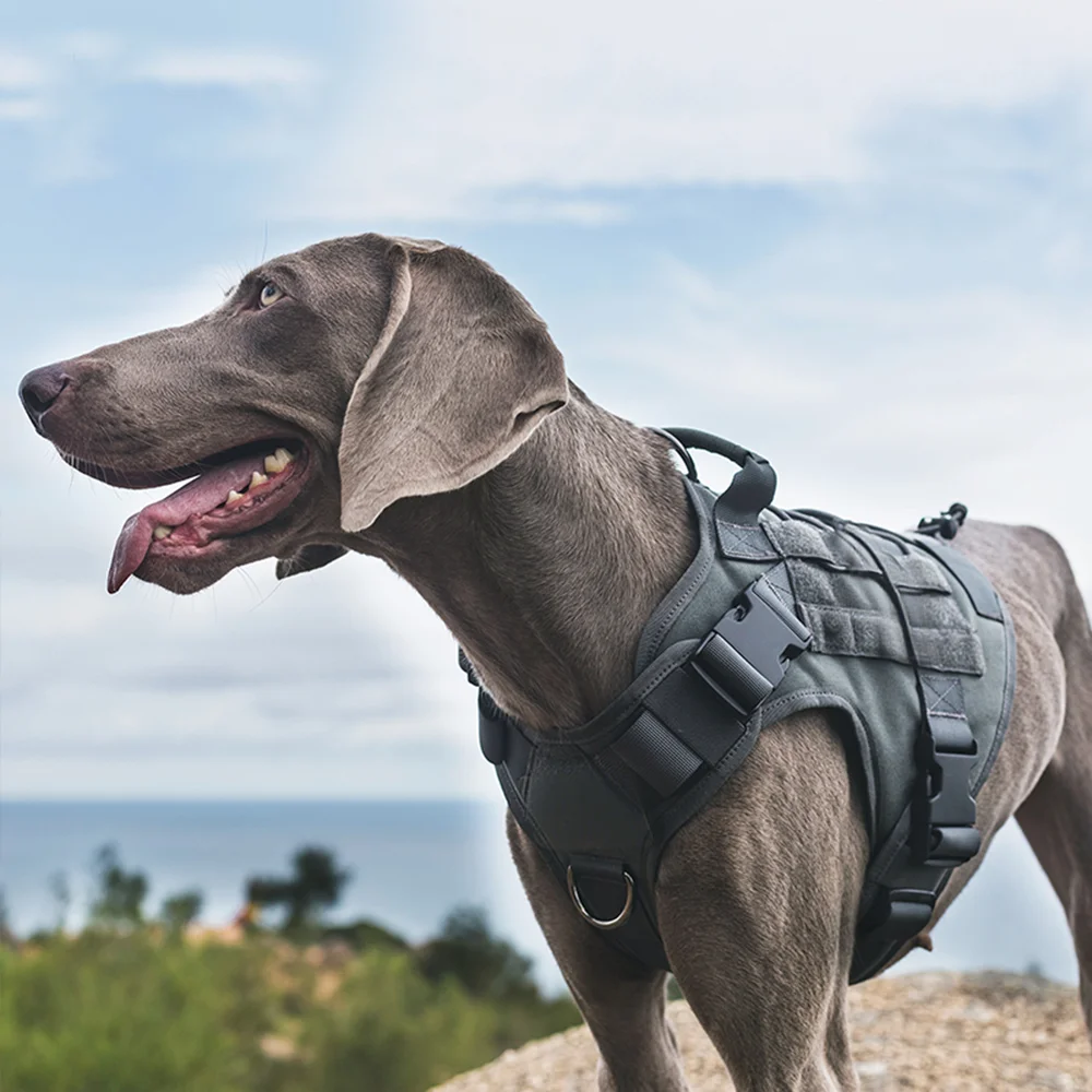 colete tático para cães grandes