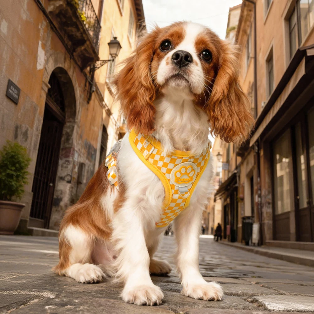 Coleira e Arnês para Cães Pequenos e Médios com Estampa Xadrez Ajustável - Imagem 5