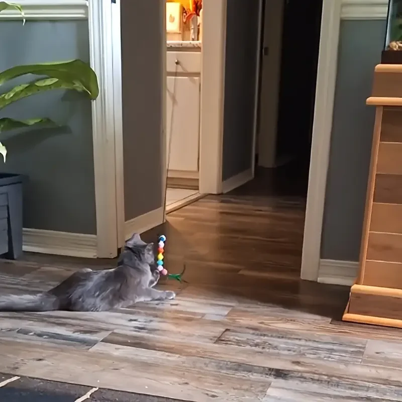Brinquedo para Gatos Suspenso com Minhocas Coloridas Ajustável - Imagem 6