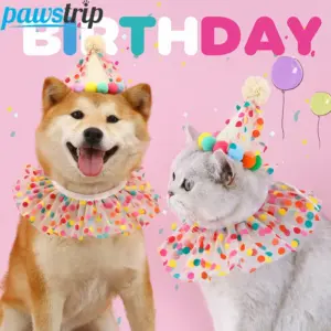 chapéu de aniversário para cães e gatos