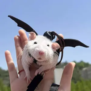 colete para hamster e rato