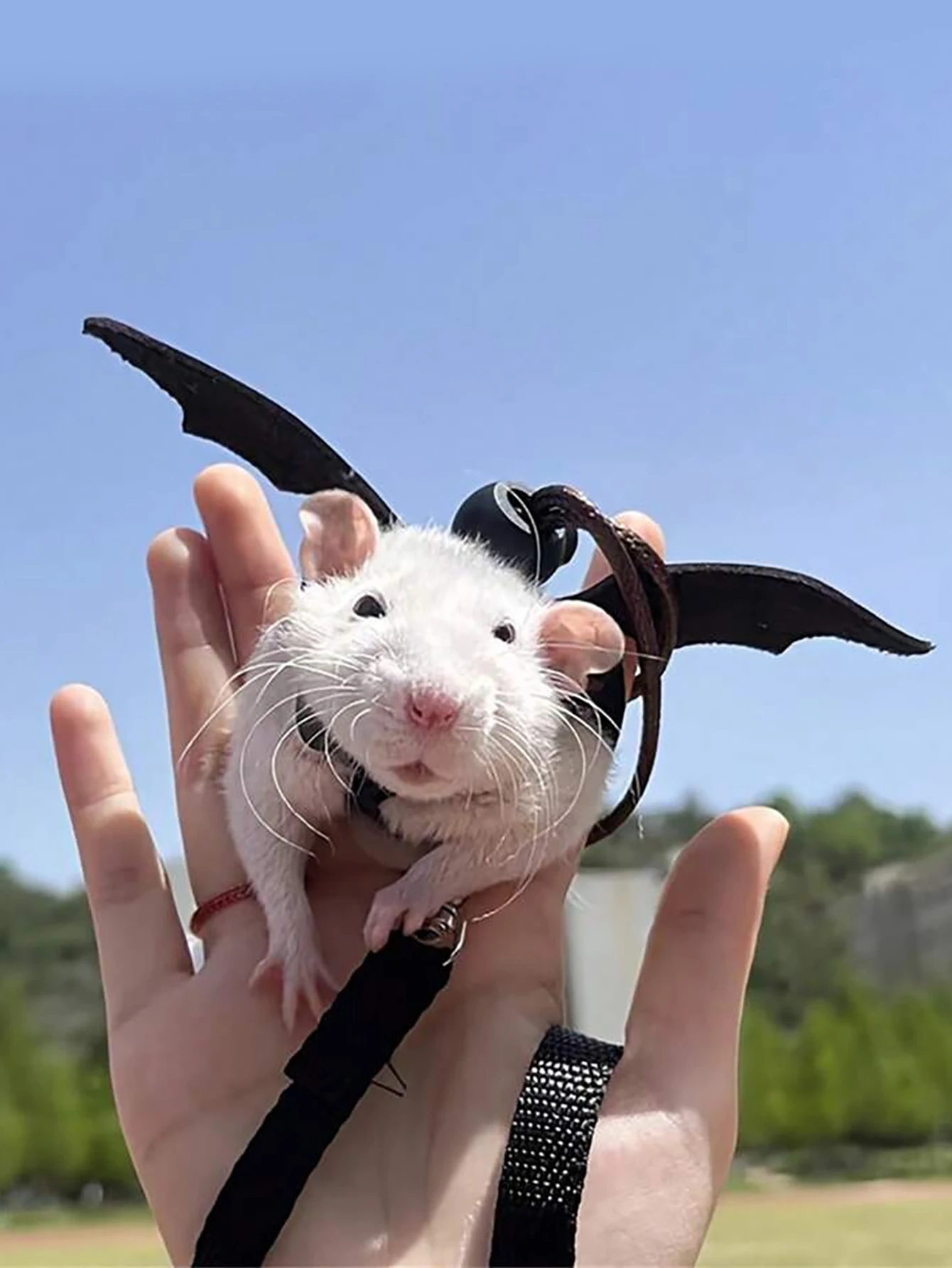 colete para hamster e rato