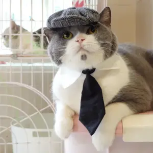 chapéu boina para gatos