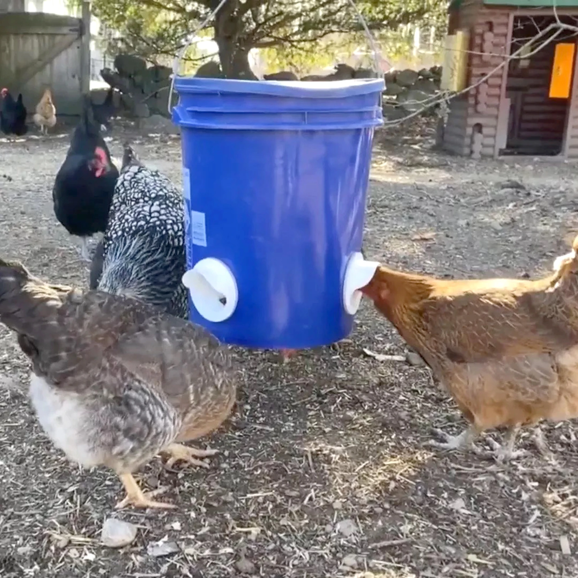 Alimentador de Aves DIY com Porta de 8 cm à Prova de Chuva - Imagem 5