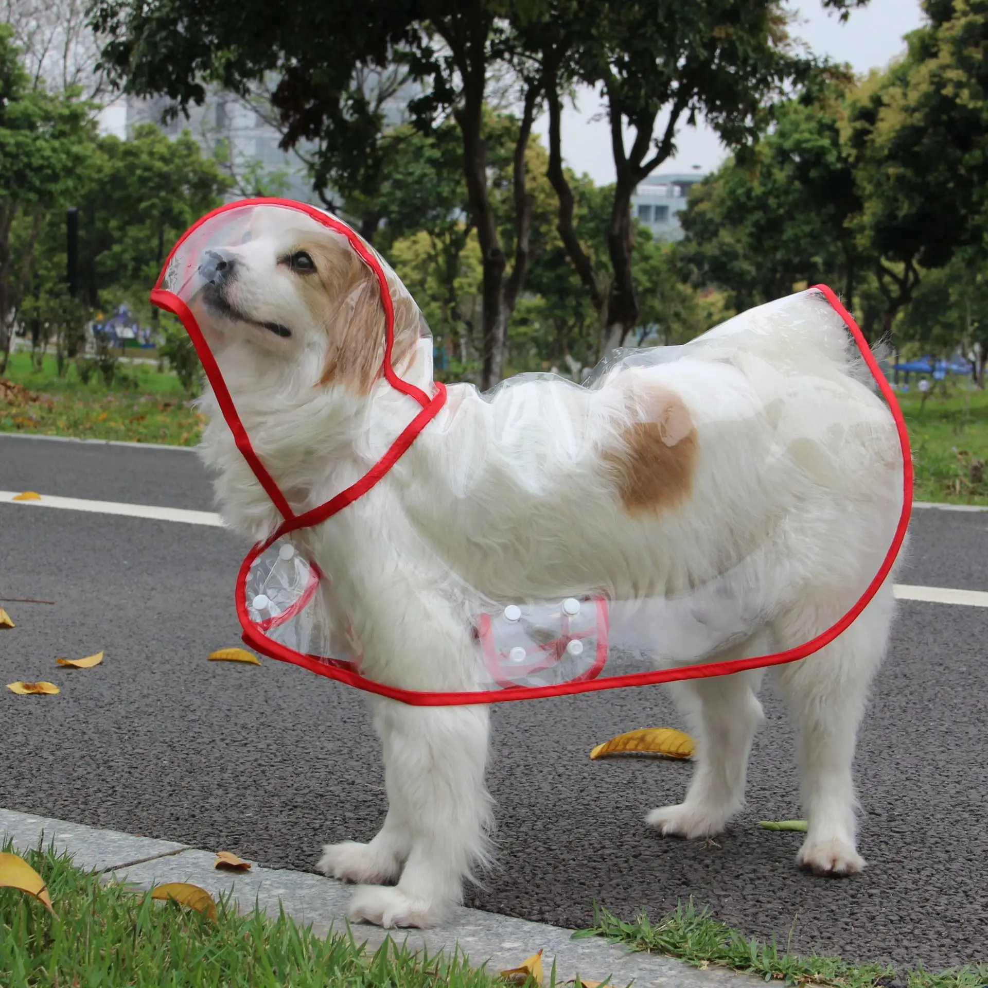 Capa de Chuva para Cães Grandes Transparente com Borda Colorida - Image 6