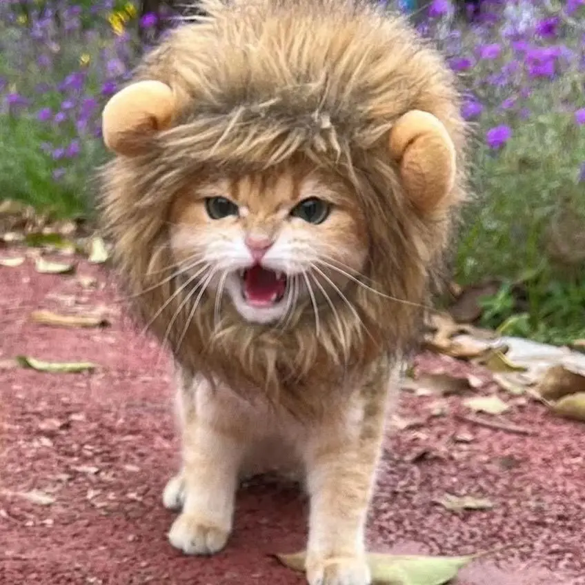 Peruca de Leão para Gatos e Cães Pequenos de Feltro com Orelhas - Imagem 4