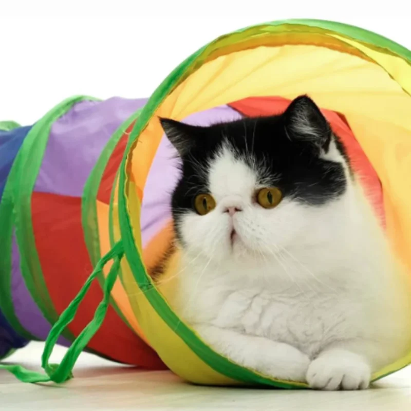 Túnel Dobrável para Gatos e Filhotes de Plástico com Design Colapsável - Image 6