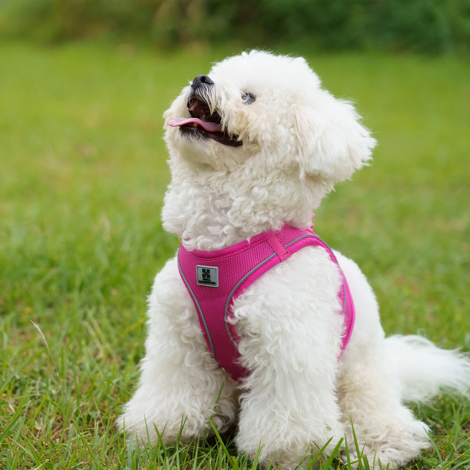 Conjunto de Coleira e Arnês para Cães Pequenos e Médios Ajustável e Refletivo - Image 5
