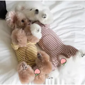pijama de veludo para cães