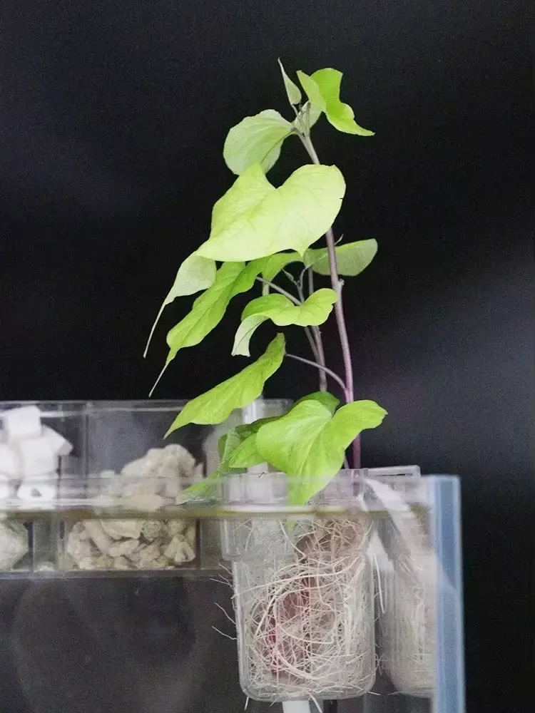 Cesto de Plantio Hidropônico para Aquário para Plantas Aquáticas - Imagem 4