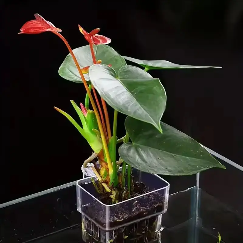 Cesto Transparente para Plantas de Aquário Suspenso para Decoração - Imagem 5