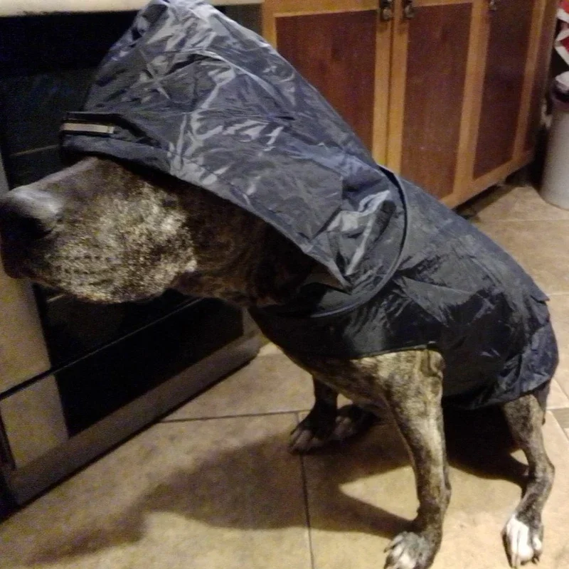 Capa de Chuva para Cães com Capuz e Faixa Reflexiva - Imagem 5