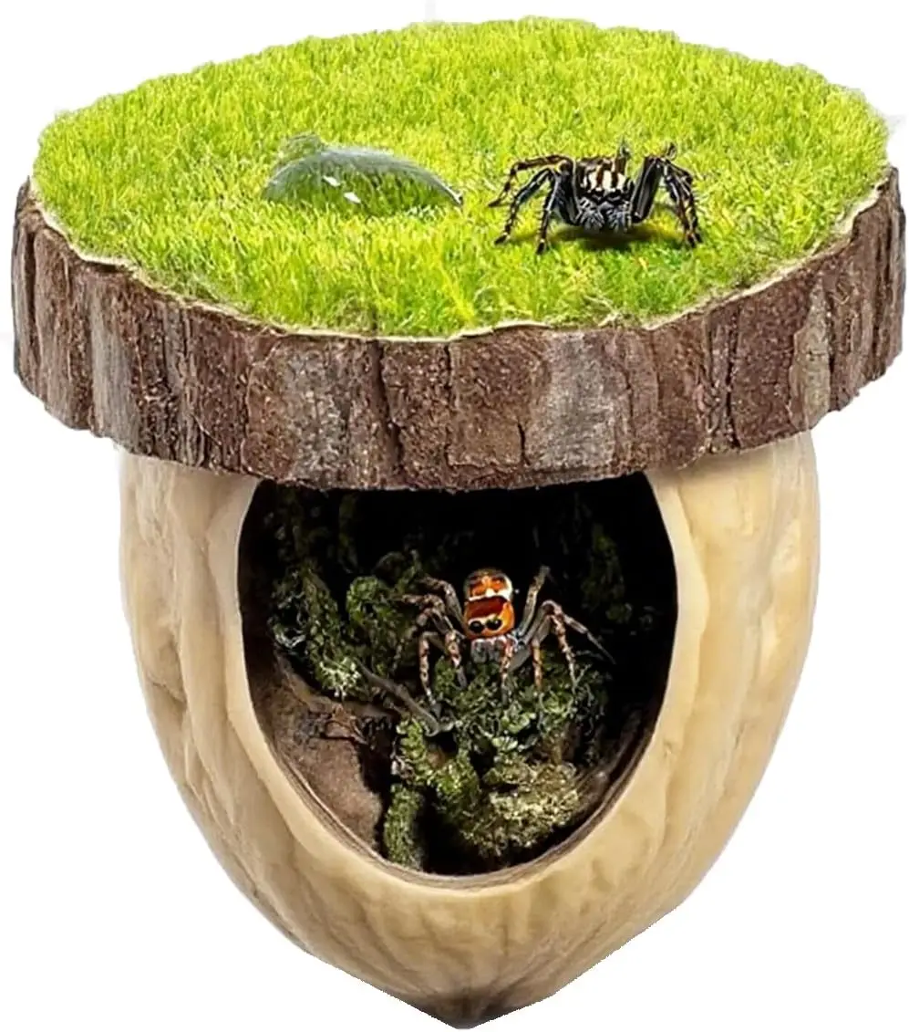 kit decoração habitat aranha