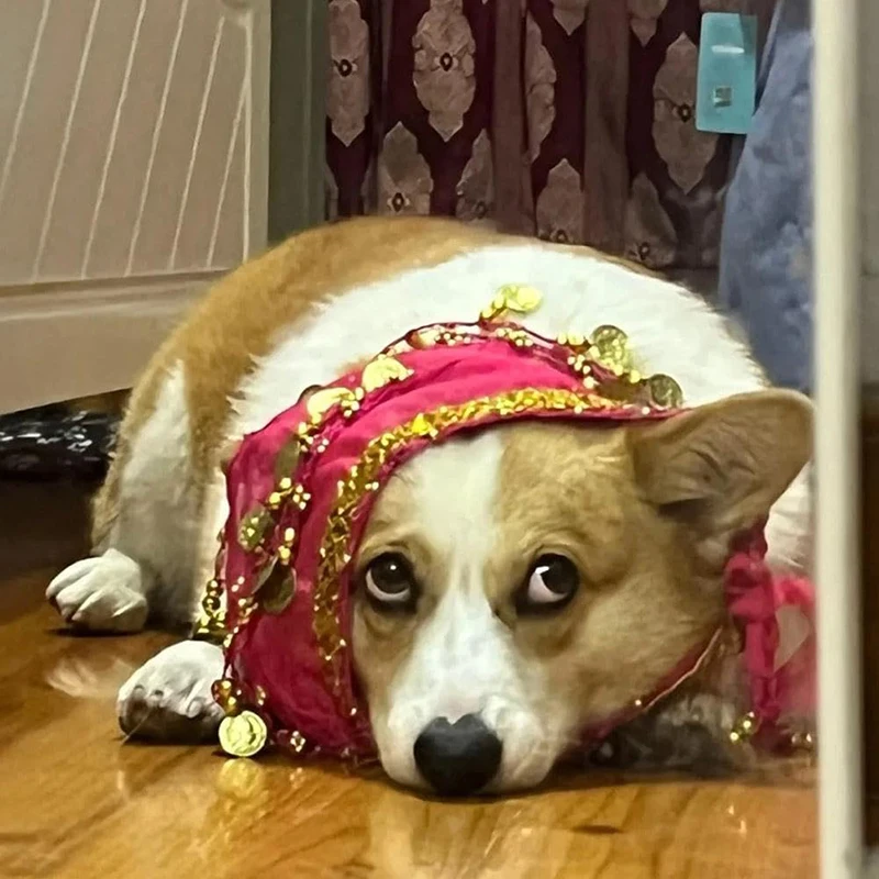 Cinto Decorativo para Cães Corgi com Lantejoulas 88 cm - Imagem 4