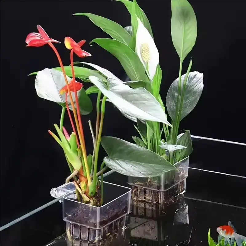 Cesto Transparente para Plantas de Aquário Suspenso para Decoração - Imagem 2