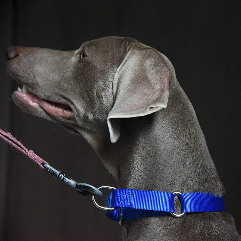 Coleira Martingale para Cães Ajustável em Nylon Resistente - Imagem 6