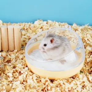 caixa de banho para hamster transparente