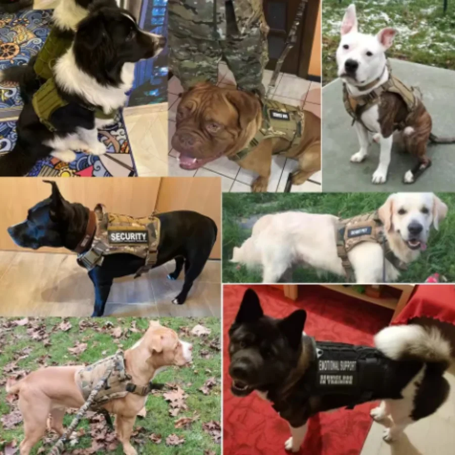 Arnês Tático para Cães Acolchoado com Liberação Rápida - Imagem 2