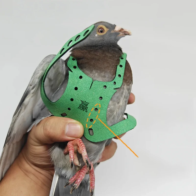 Coleira e Guia para Pássaros: Papagaio, Pombo, com Corda de Tração Resistente - Imagem 3