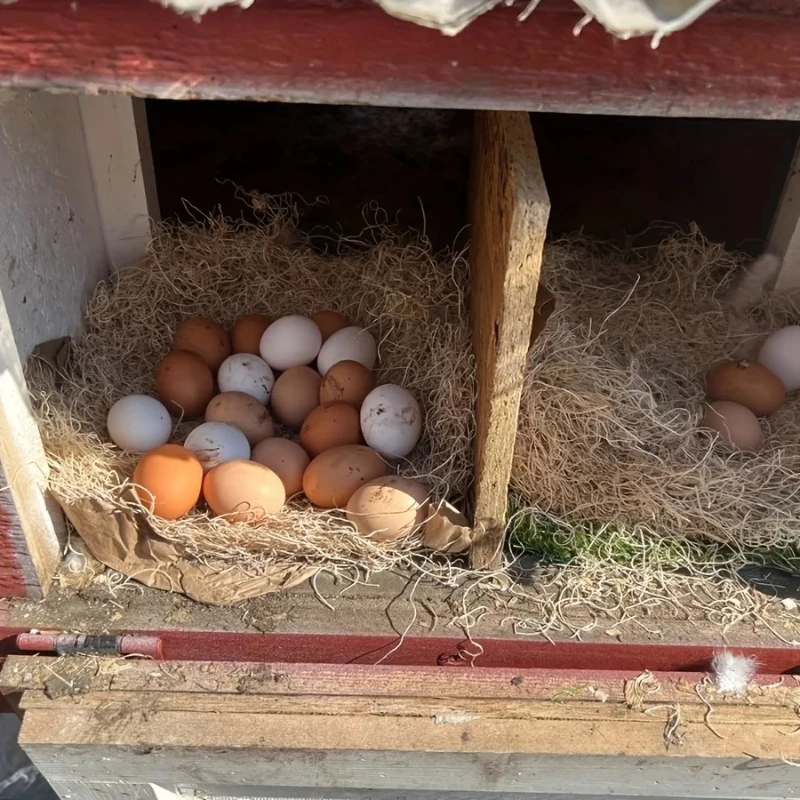 Forro de Ninho de Fibra de Coco para Pássaros e Réptil 5 ou 10 pçs - Imagem 6