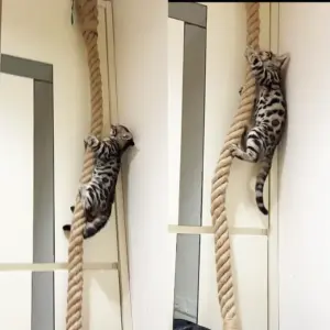 corda de escalada para gatos