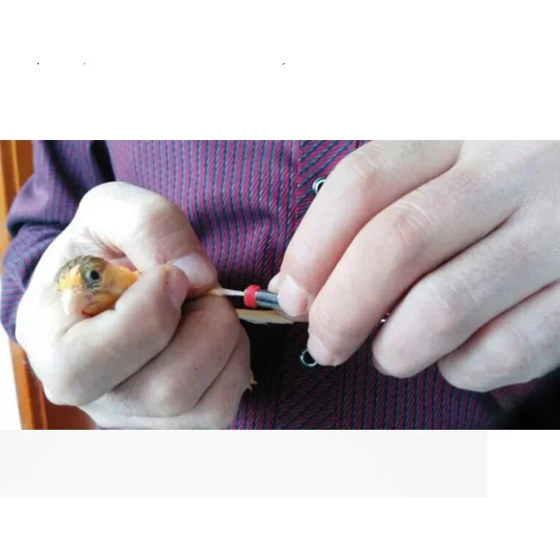 Anéis de Identificação para Pássaros 2mm 3mm 4mm com 100 Peças - Imagem 5