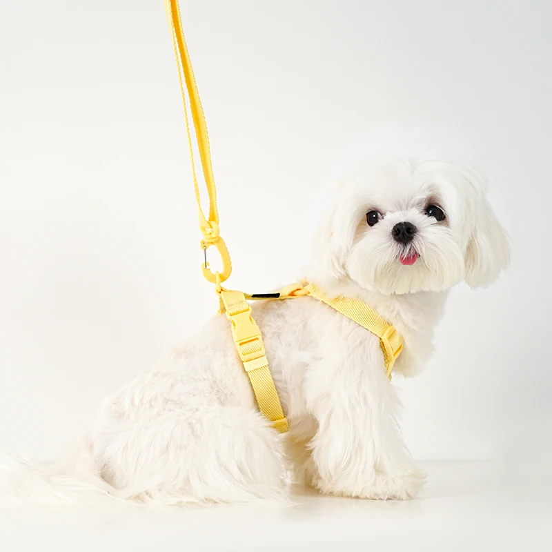 Coleira Ajustável para Cães Pequenos Cor Macarone com Detalhes Refletivos - Image 2