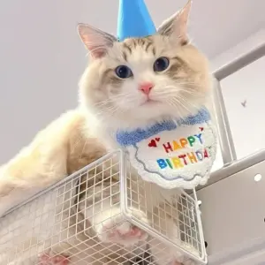 chapéu e cachecol de aniversário para cães