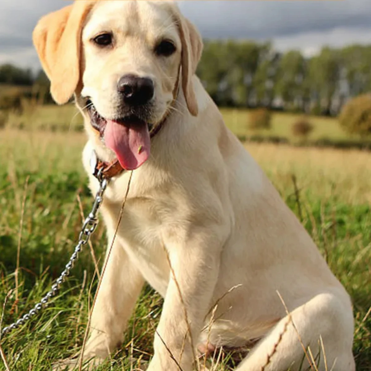 Trela de Aço Inoxidável para Cães Grandes Anti-Mastigação - Image 3