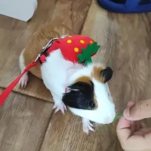 coleira e guia para coelhos ajustável