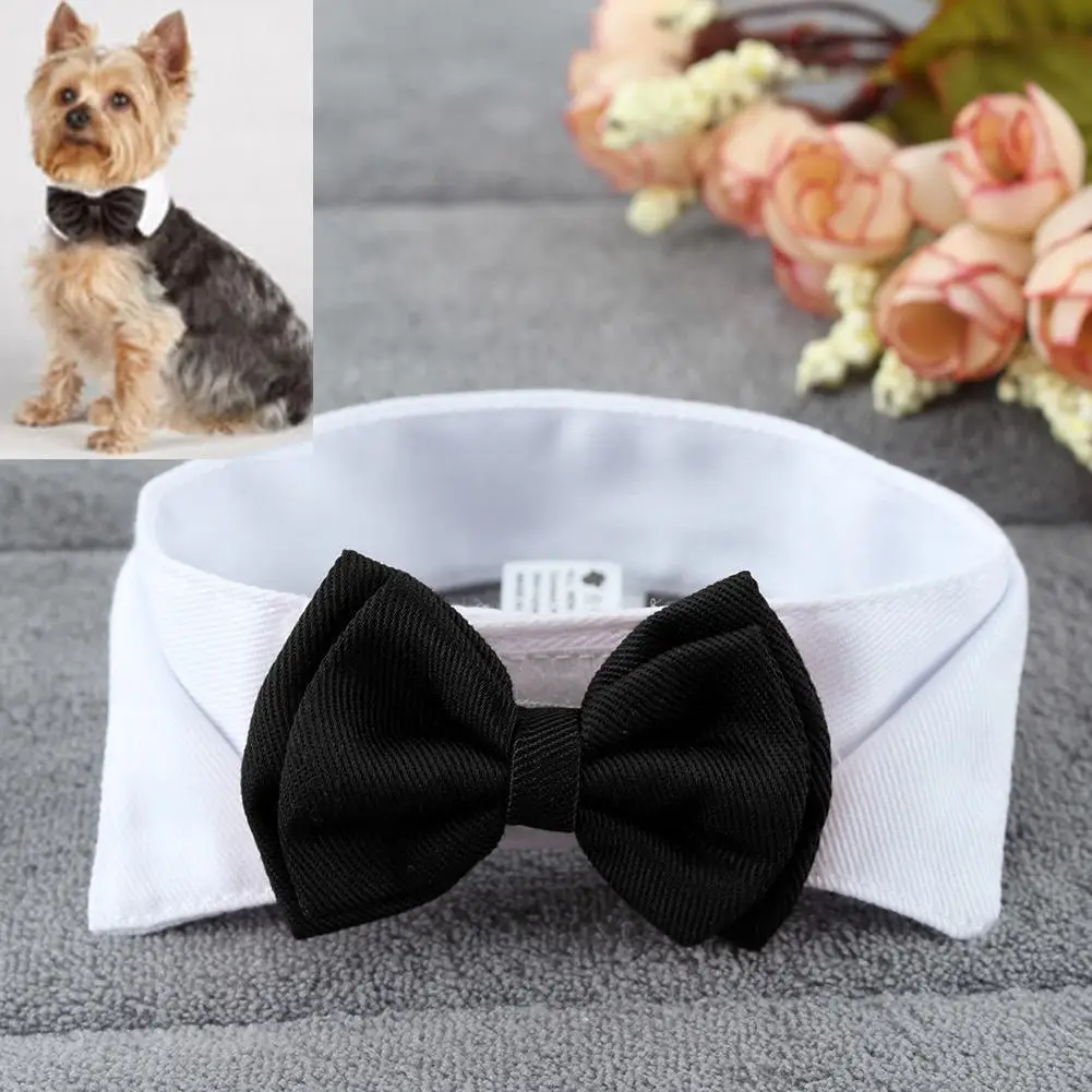 gravata borboleta para cães e gatos