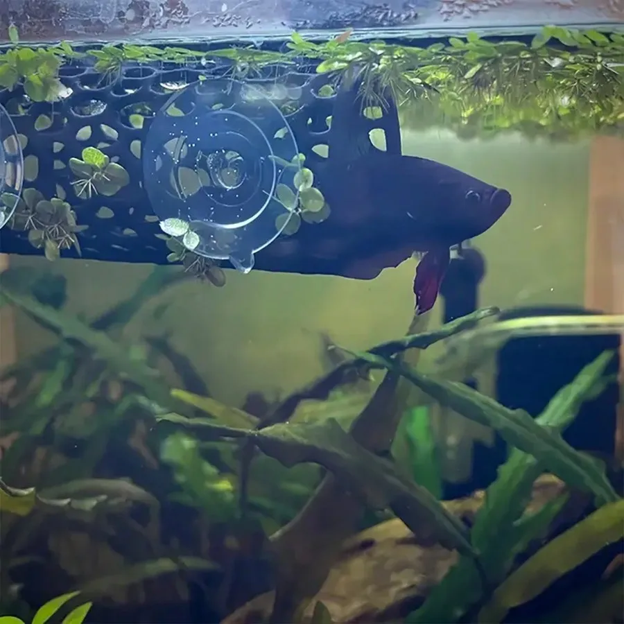 Esconderijo para Peixe Betta em Tubo Oco com Ventosa para Aquário - Imagem 6