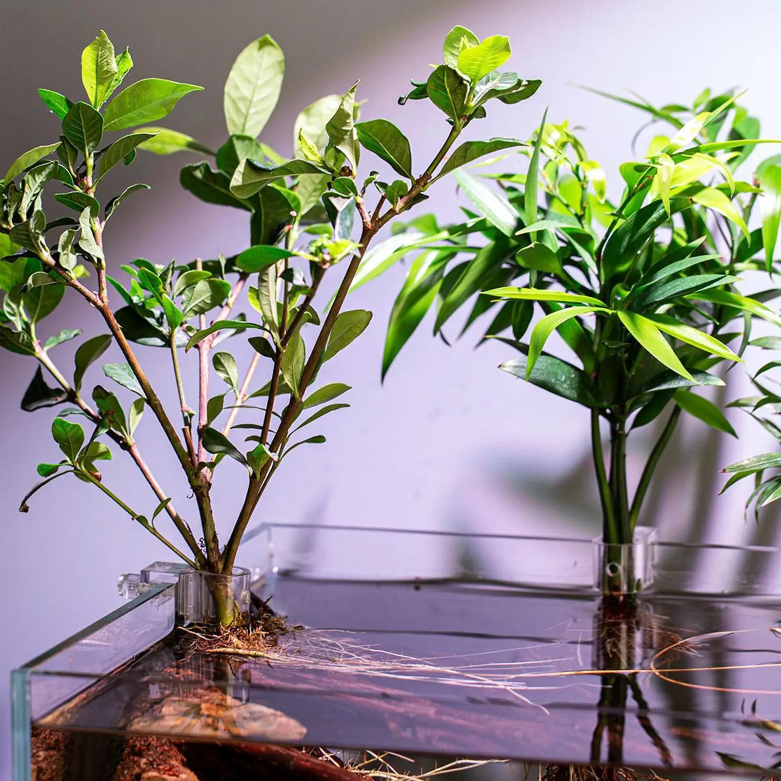 Suporte para Plantas de Aquário, 6 peças, Transparente - Imagem 3