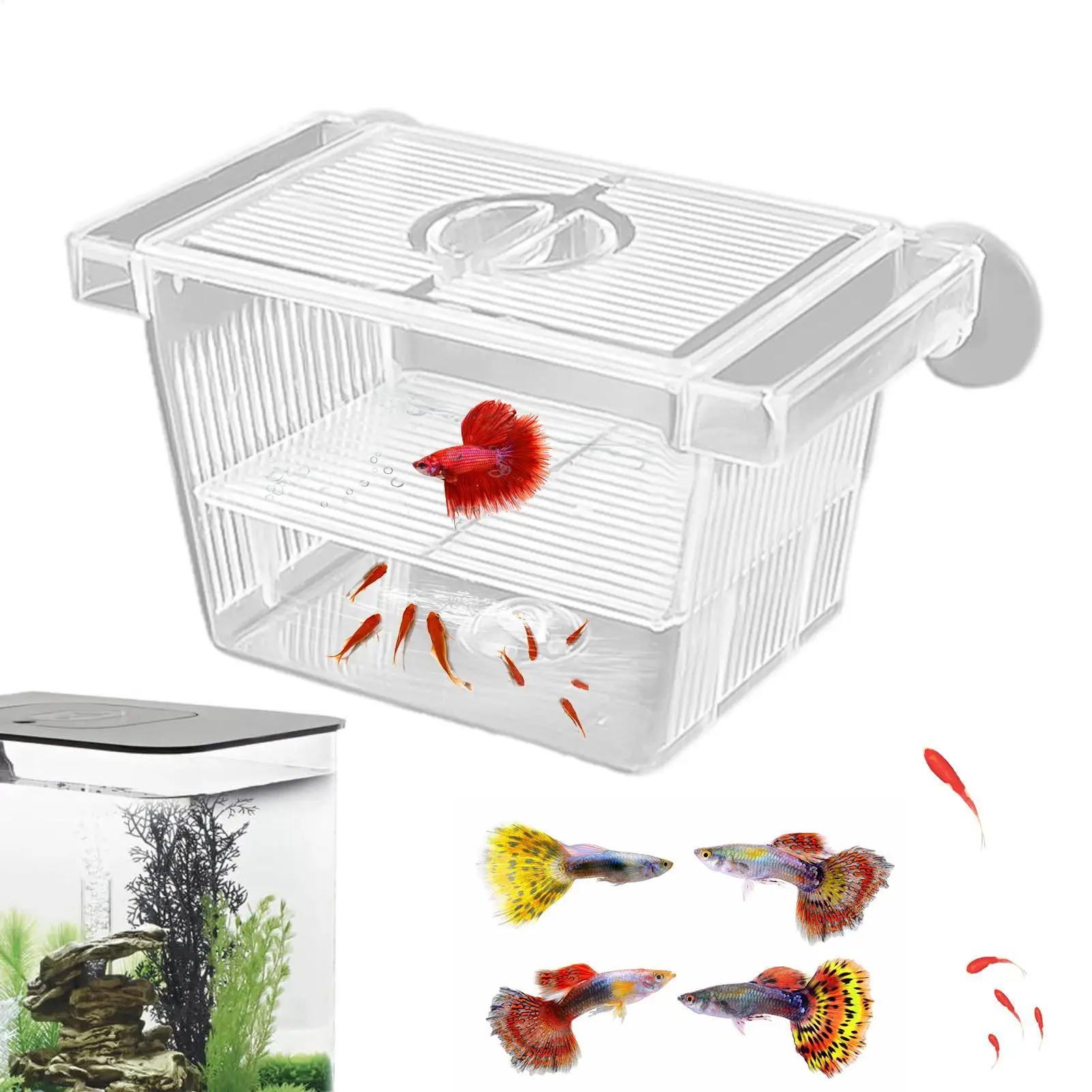Caixa de Criação para Peixes com Ventosas e Divisórias Removíveis - Imagem 2