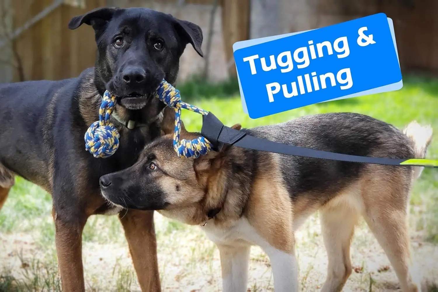 Brinquedo de Rebocador Bungee para Cães Pequenos a Grandes para Árvore - Imagem 2