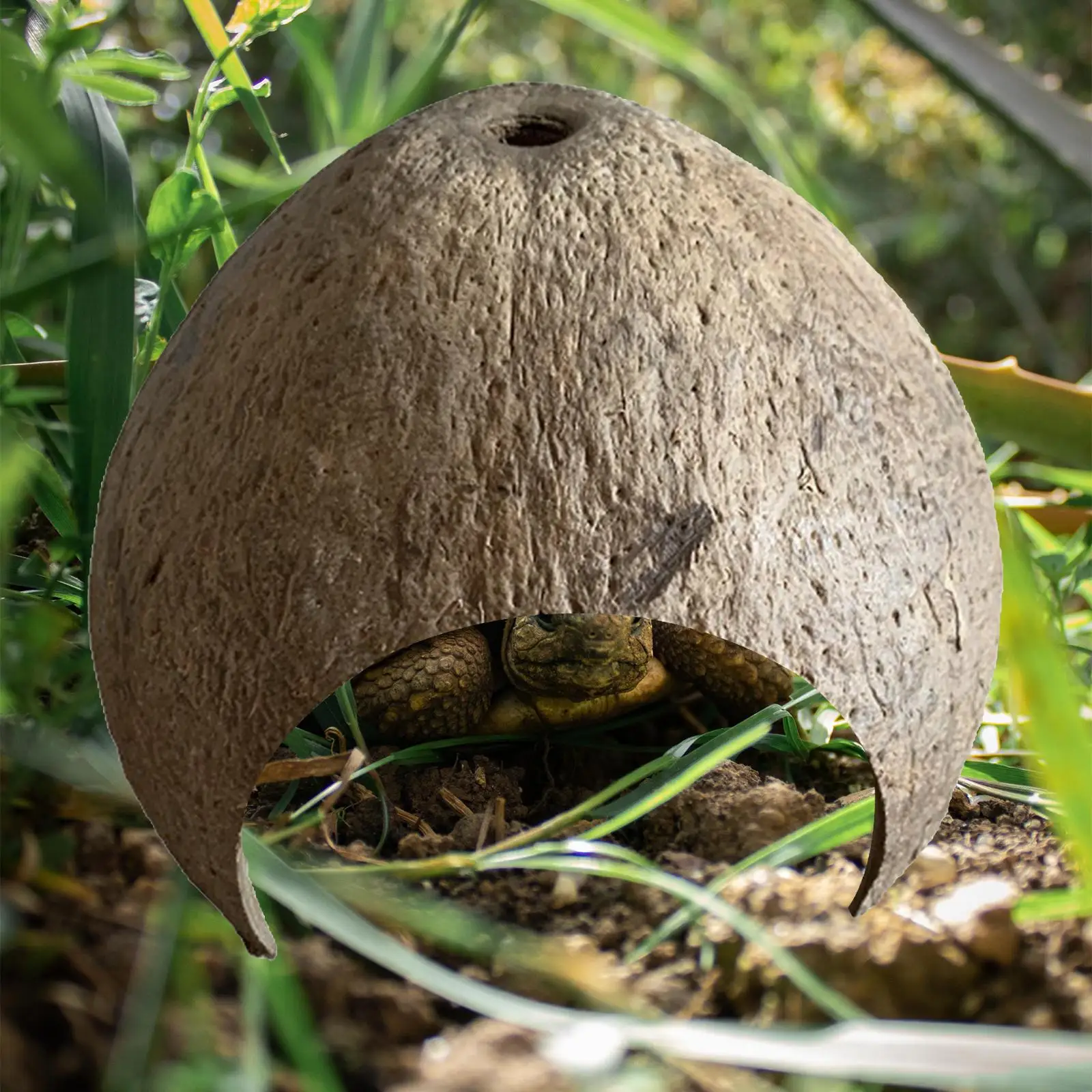 Toca de Coco para Répteis e Caranguejos Eremitas com Abertura - Imagem 5