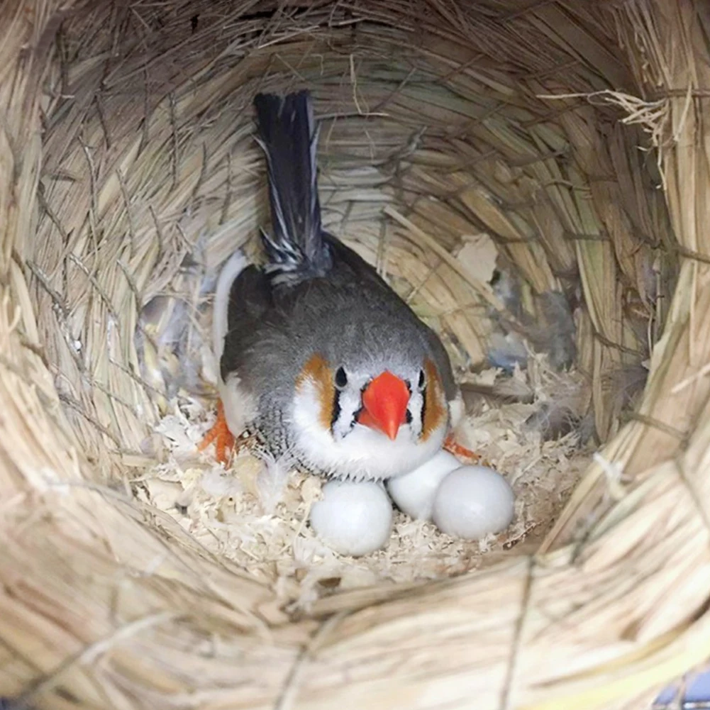 Ovos Falsos para Pássaros de Plástico Realistas Kit com 5 Peças - Imagem 3