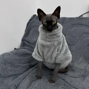 suéter para gatos sem pelos