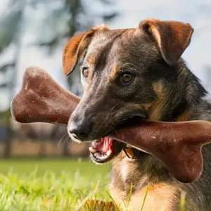 brinquedo osso durável para cães