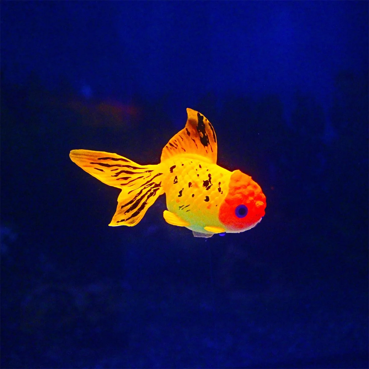 Peixe Artificial para Aquário 8x4,5 cm Verde com Efeito Brilhante - Imagem 5