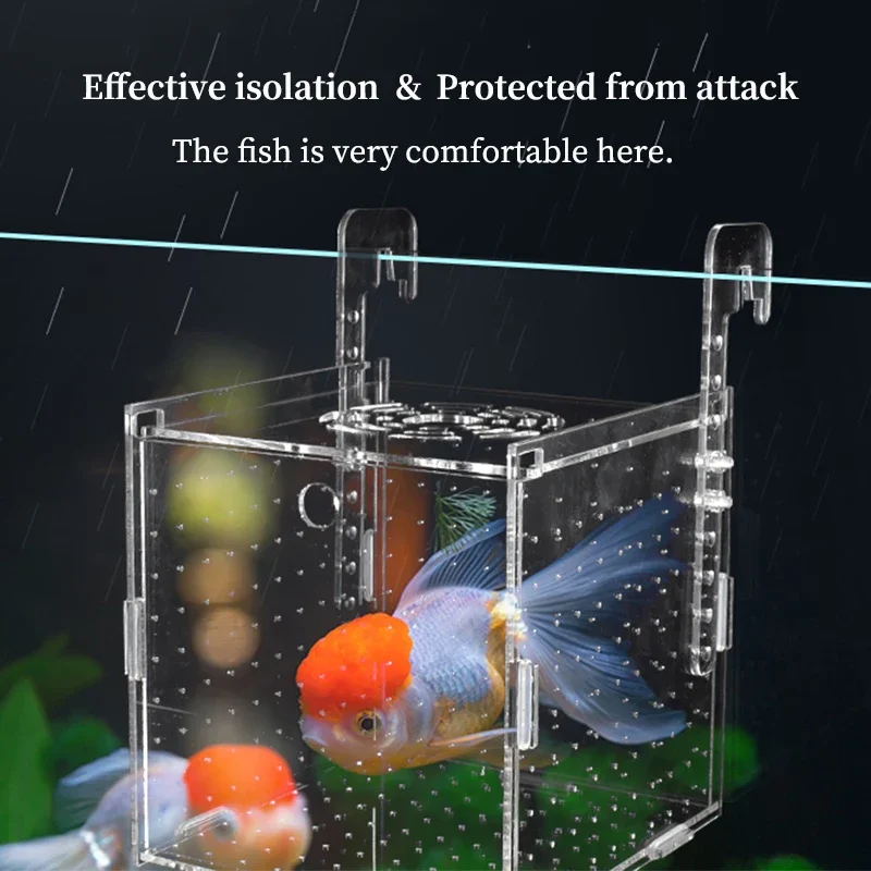 Caixa de Isolamento para Peixes Acrílica Transparente com Ventosas - Imagem 3