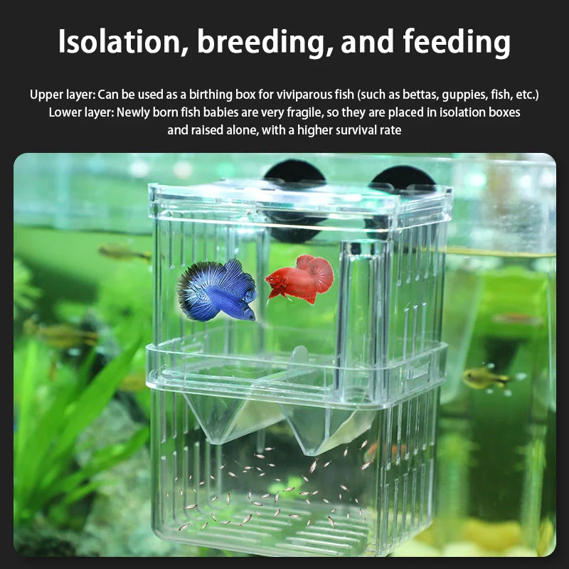 Caixa de Isolamento para Peixes de Aquário Betta Acrílico - Imagem 5