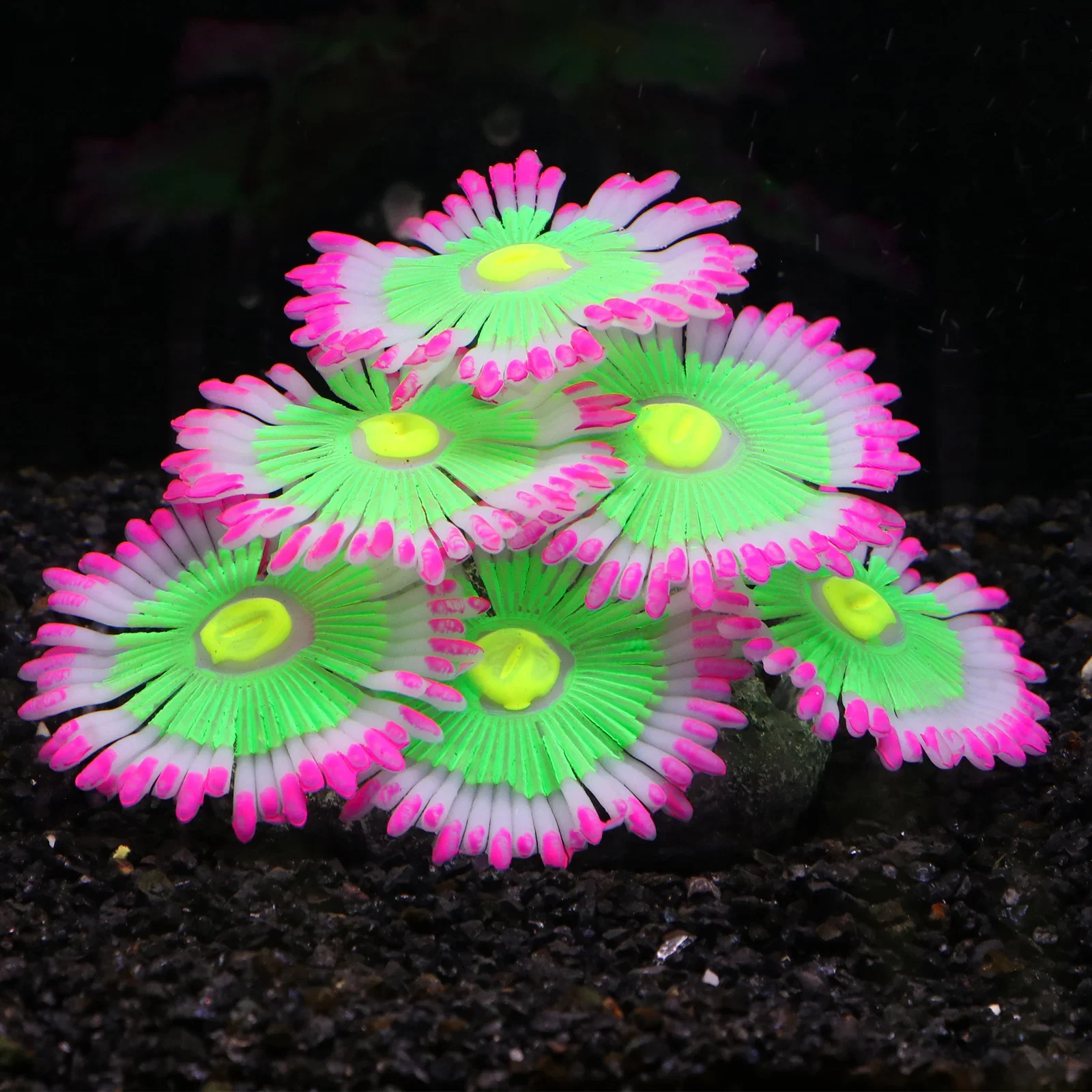 Coral de Silicone para Aquário com Efeito Luminoso - Imagem 2
