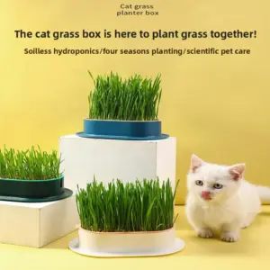 caixa hidropônica para grama de gato