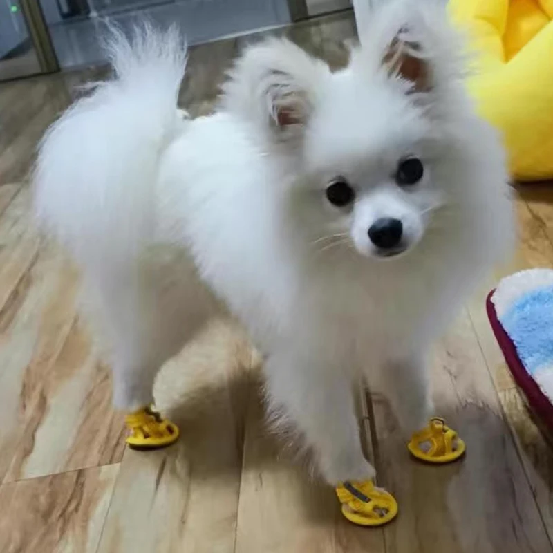 Sandália para Cães Pequenos com Sola Antiderrapante em Tendão de Boi - Imagem 3