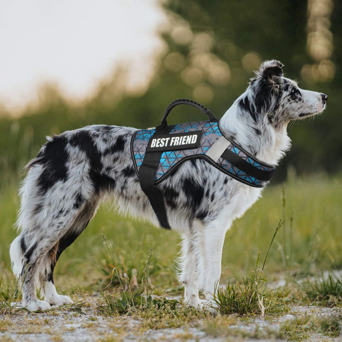 Etiqueta de Identificação para Cães e Gatos com Nome Personalizado - Image 4