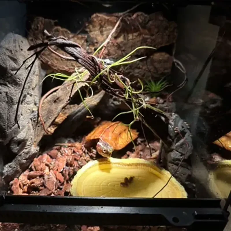 Tigela para Répteis de Resina Ecológica para Comida e Água - Imagem 2