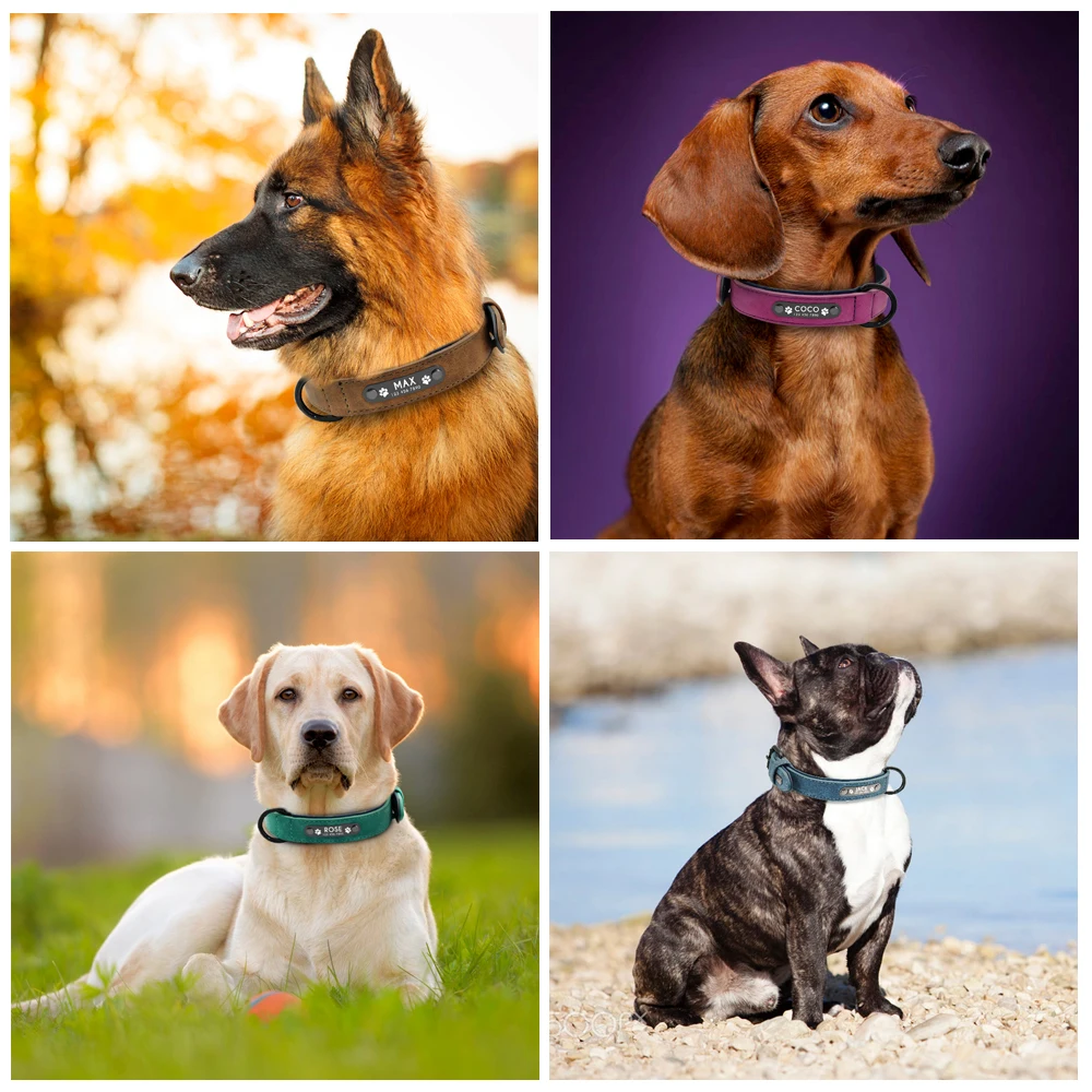 Coleira para Cães de Couro PU com Nome Personalizado - Image 5